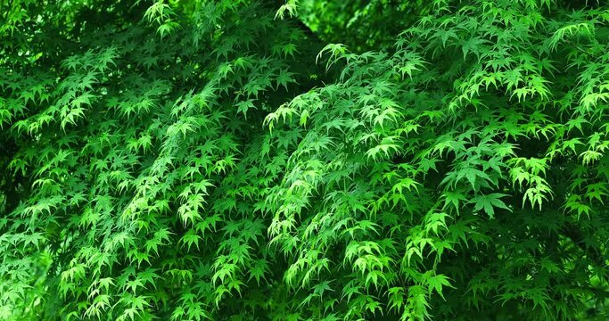 Green leaves natural background after rain. tree leaves in spring. 4k real time video.