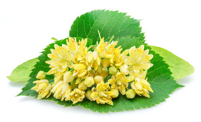 Linden flowers or lime tree flowers isolated on white background.