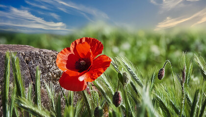 Close-up of red poppy flowers in green field. Summer season. Beautiful nature.