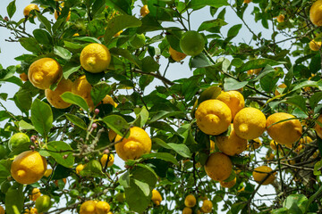 Plenty of ripe lemons on the lemon tree in the orchard.  View at the branch from below.