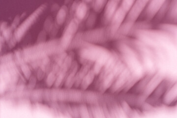 Blurred shadow of tropical palm leaves on pink wall background. Summer concept.