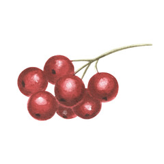 Red holly berries. Summer, autumn harvest of food. Forest round berry in vintage style. Hand drawn watercolor illustration of plant fruits. Isolated template for greeting card, New Year, Christmas.