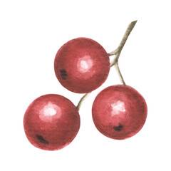 Red holly berries. Summer, autumn harvest of food. Forest round berry in vintage style. Hand drawn watercolor illustration of plant fruits. Isolated template for greeting card, New Year, Christmas.