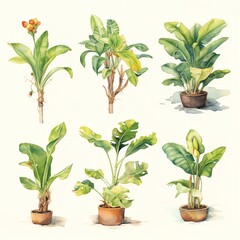 Instructions for growing your own tropical fruit plants