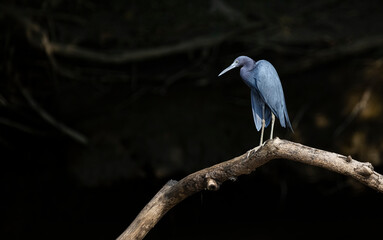 Little blue heron