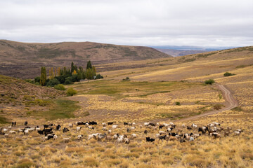 Goats in a desertic mountain landscape with a dirt road on a cloudy day in northern Neuquen province in Patagonia Argentina.