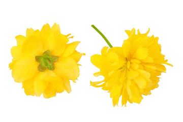 Yellow flower of kerria japonica isolated on white background. Top view. Flat lay - obrazy, fototapety, plakaty