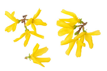 Forsythia yellow flowers blooming isolated on white background. Top view. Flat lay