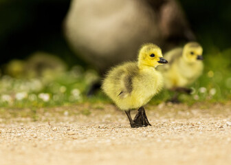 Junge Kanada Gans geht spazieren, im Hintergrund die Altgans im Frühling