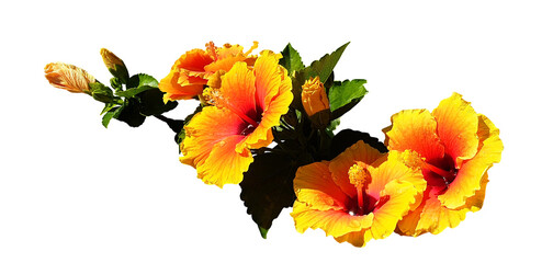 Isolated branch of yellow hibiscus flowers on a white background. Panorama.