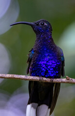 Violet sabrewing hummingbird 
