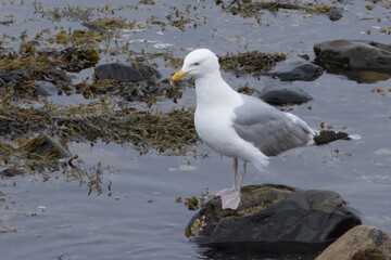 Seagull on a rocky shore