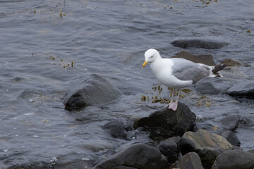 Seagull on a rocky shore - Powered by Adobe