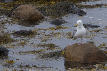 Seagull on a rocky shore