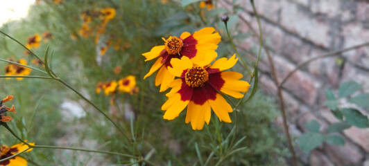 yellow flowers in the garden