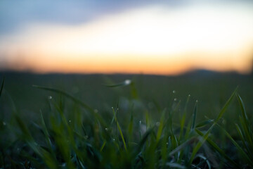 Ethereal Twilight Over a Grassy Haven