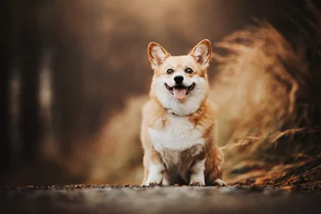 Autumn Portrait of Welsch Corgi Pembroke © Kateřina Zajíčková