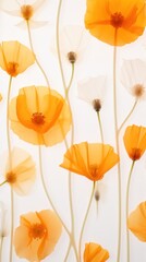 Flower backgrounds petal poppy