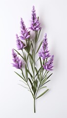 A photo of a lavender flower on a white background.