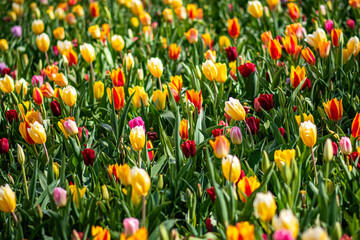 Lush field of multicolored tulips under bright sunlight, signaling the arrival of spring