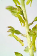 European Common Twayblade Orchid (Listera ovata). Orchidea (Listera ovata). Laconi, Oirstano, Sardinia, Italy.