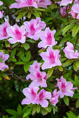 日当たりの良い公園の牡丹