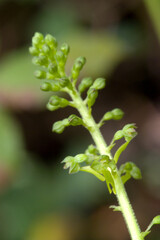 European Common Twayblade Orchid (Listera ovata). Orchidea (Listera ovata). Laconi, Oirstano, Sardinia, Italy.