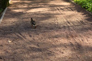 Lonely duck walking by the road