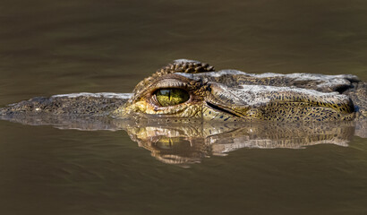 North American Crocodile 