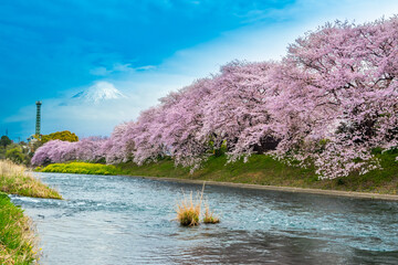 Beautiful blooming cherry blossoms with Mount Fuji in the background and a Urui river in the...