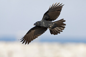 Fototapeta premium large-billed crow (Corvus macrorhynchos) in flight