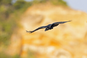 large-billed crow (Corvus macrorhynchos) in flight