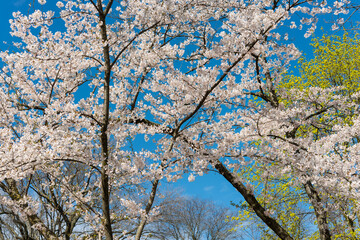 Sakura blossoms grace the foreground against a serene blue sky, while maple flower clusters adorn the background