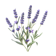 Clipart illustration a lavender on white background. Suitable for crafting and digital design projects.[A-0002]