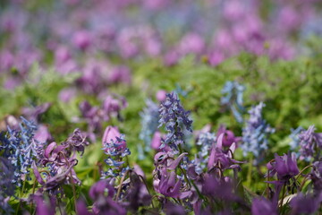 エゾエンゴサクとカタクリの花畑
