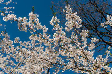 view from below, where delicate branches adorned with blossoms reach for the boundless blue sky