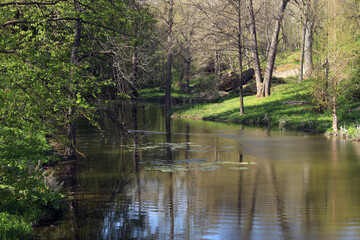 Beautiful river in a spring forest