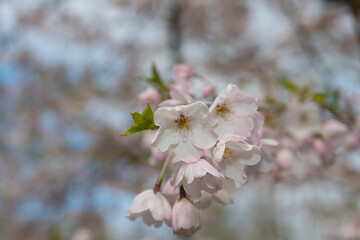 Sakura blossoms captured against a softly blurred background, creating a dreamy effect
