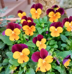 Johnny jump up: a species of Violets, its botanical name is Viola tricolor.