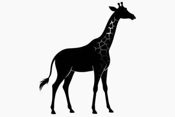 black Giraffe silhouette vector illustration on white background