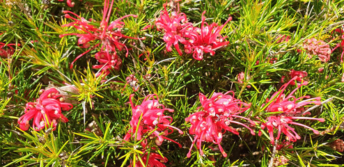 Bush of red flower grevillea rosmarinifolia or grevillea juniperina. Panorama.
