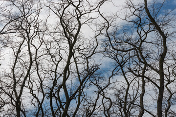 screen of corkscrew like branches on a cloudy blue sky in the park