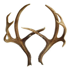 Obraz premium horns png