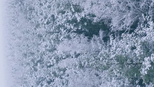 Beautiful Snowy White Forest In Winter Frosty Day. Aerial View Flight Above Amazing Pine Forest. Landscape. Scenic View Of Park Woods. Nature Elevated View Of Winter Frost Woods. Snowy Coniferous