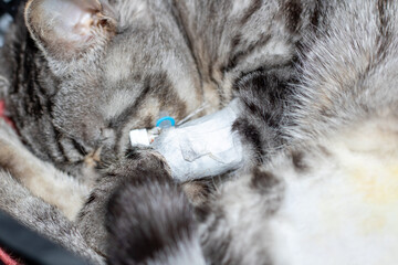 A Felidae with whiskers and claws sleeping in a crate with an IV in its mouth