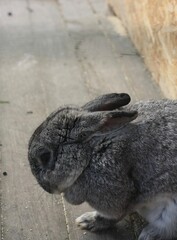 A grey rabbit on a wooden floor