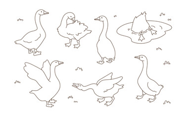 Set of cute white goose. Hand drawn vector illustration. Line art. Isolated objects on white background.