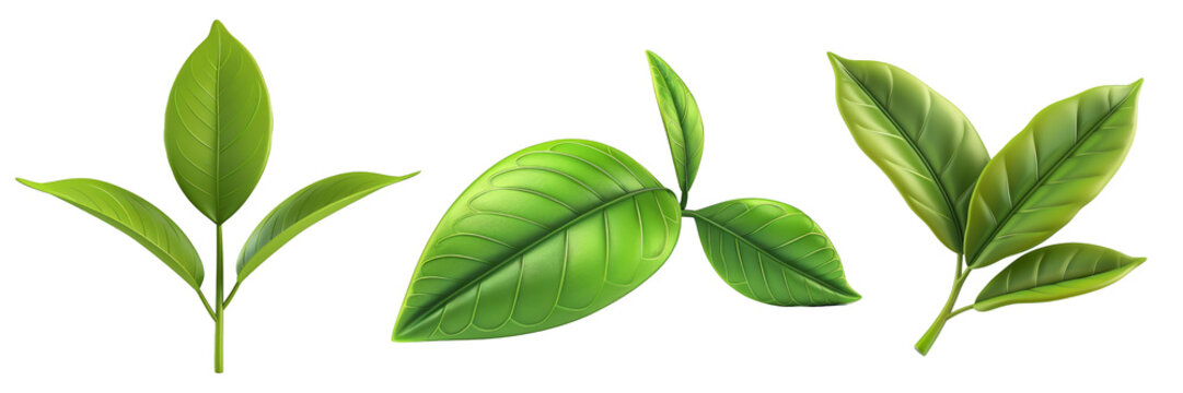 PNG tea leaf 3d icons and objects collection, in cartoon style minimal on transparent, white background, isolate