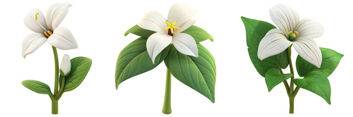 PNG white trillium 3d icons and objects collection, in cartoon style minimal on transparent, white background, isolate