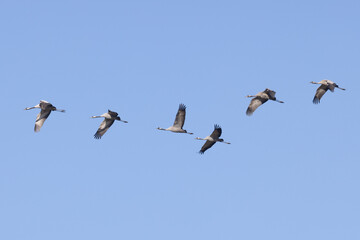 Cranes in flight